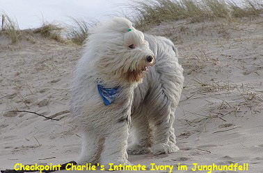 Checkpoint Charlie's Intimate Ivory im Junghundfell