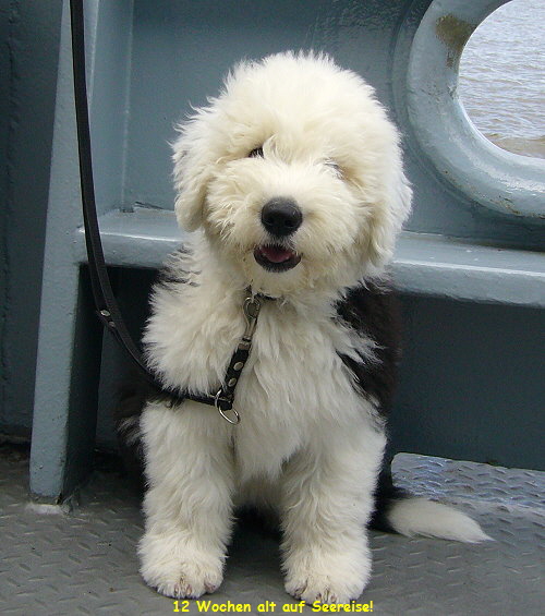 12 Wochen alt auf Seereise!