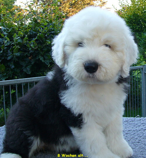 8 Wochen alt...