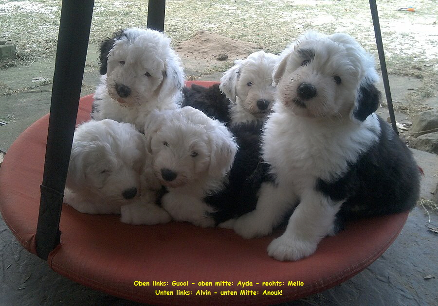 Oben links: Gucci - oben mitte: Ayda - rechts: Meilo
Unten links: Alvin - unten Mitte: Anouk!