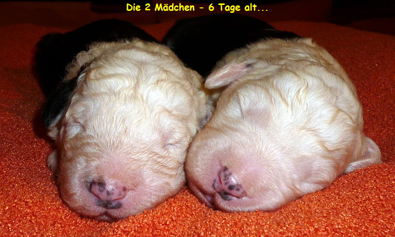 Die 2 Mdchen - 6 Tage alt...