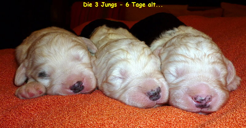 Die 3 Jungs - 6 Tage alt...