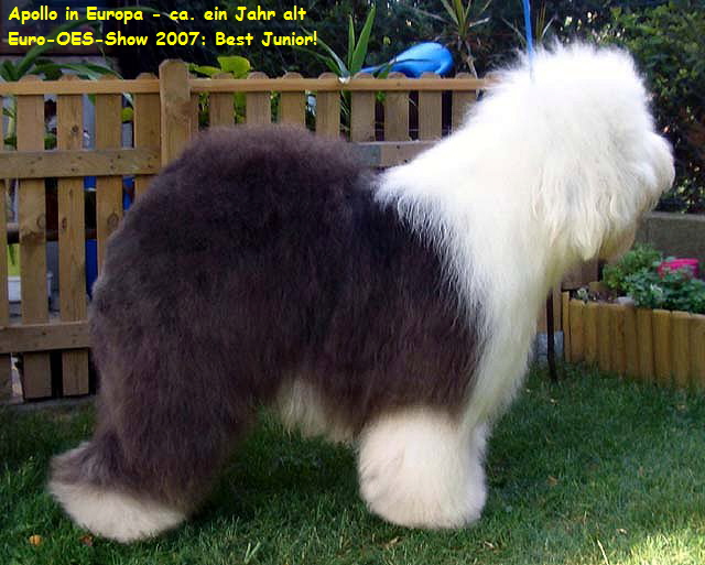 Apollo in Europa - ca. ein Jahr alt
 Euro-OES-Show 2007: Best Junior!