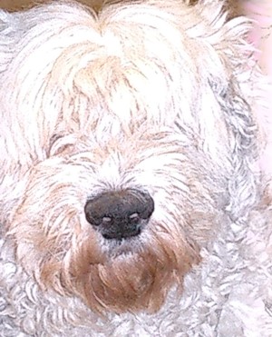 Idefix 2004