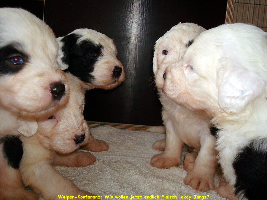 Welpen-Konferenz: Wir wollen jetzt endlich Fleisch, okay Jungs?