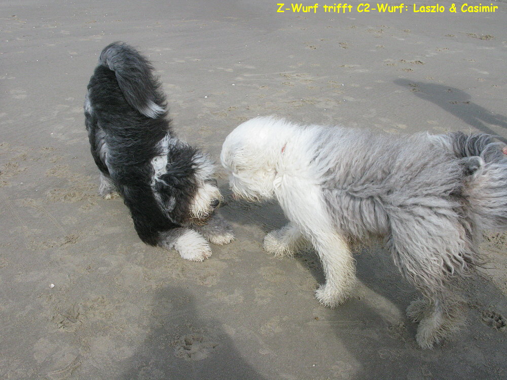 Z-Wurf trifft C2-Wurf: Laszlo & Casimir