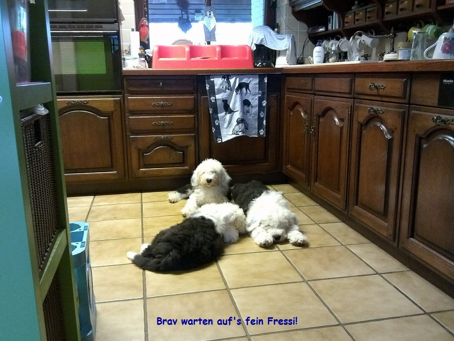Brav warten auf's fein Fressi!