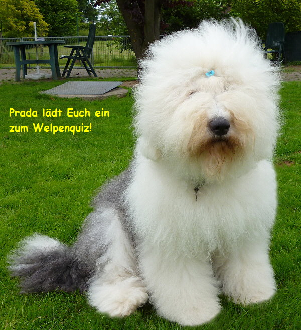 Prada ldt Euch ein
  zum Welpenquiz!