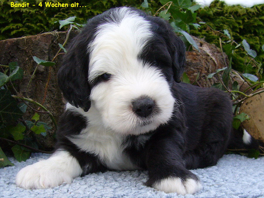 Bandit - 4 Wochen alt...