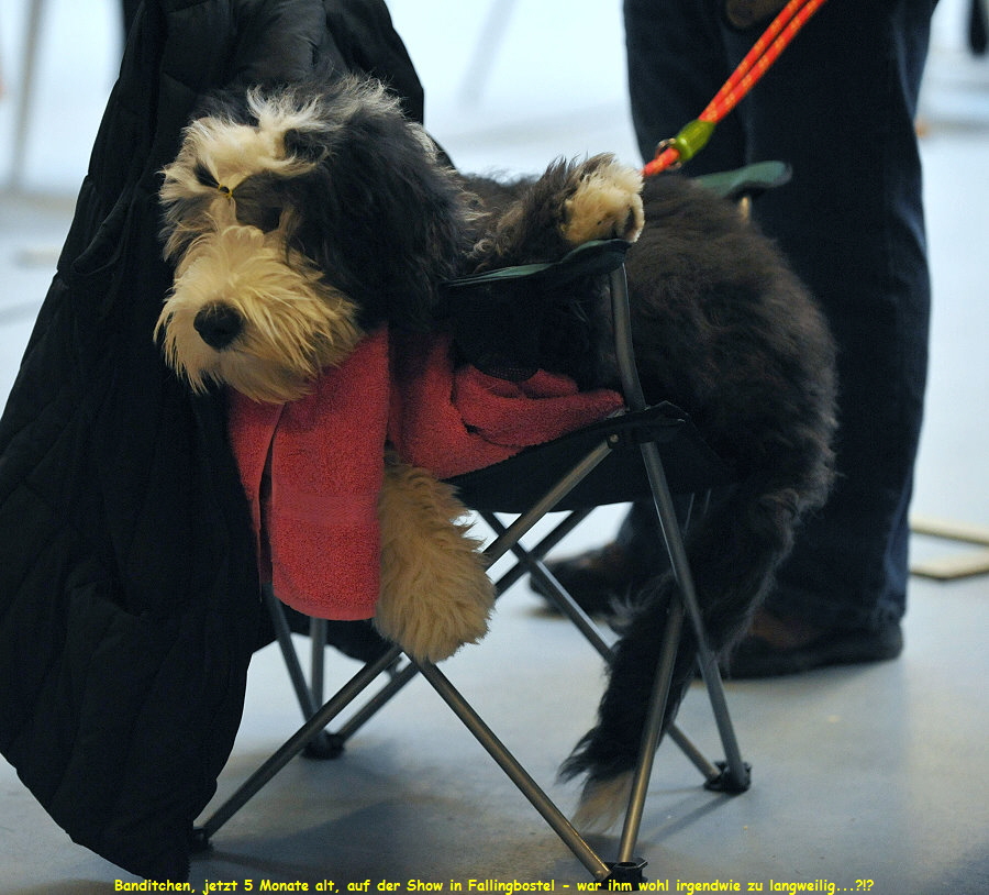Banditchen, jetzt 5 Monate alt, auf der Show in Fallingbostel - war ihm wohl irgendwie zu langweilig...?!?