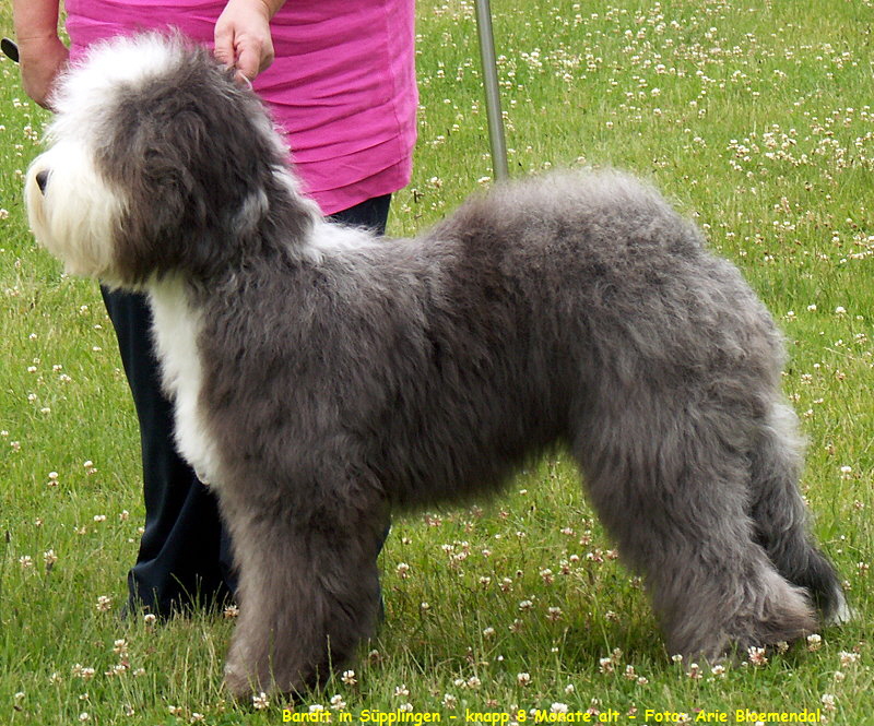 Bandit in Spplingen - knapp 8 Monate alt - Foto: Arie Bloemendal