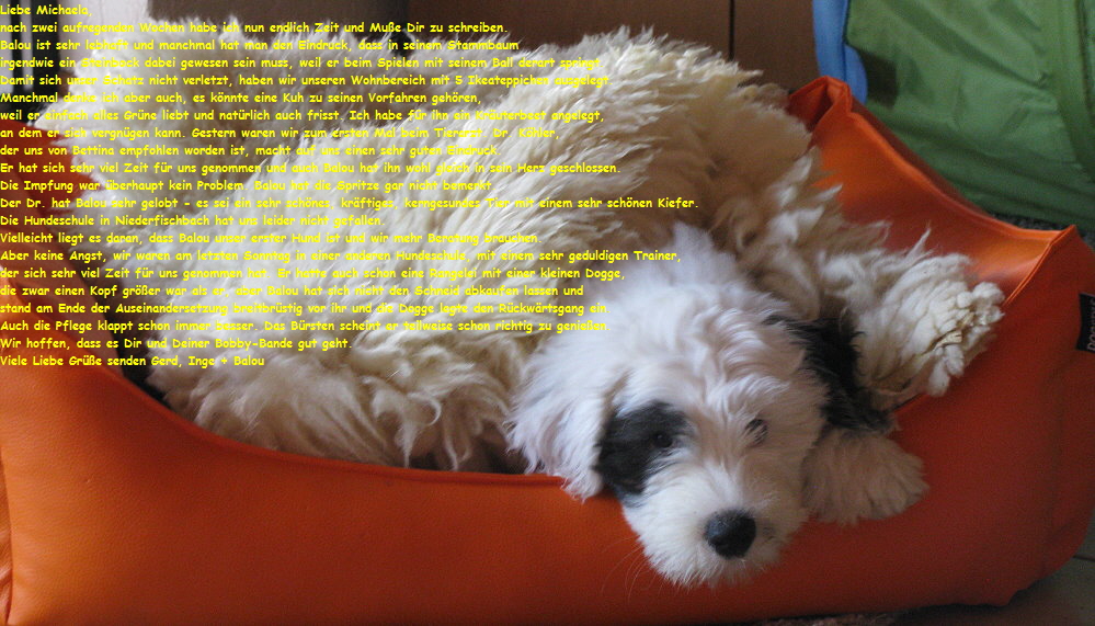 Liebe Michaela,
nach zwei aufregenden Wochen habe ich nun endlich Zeit und Mue Dir zu schreiben.
Balou ist sehr lebhaft und manchmal hat man den Eindruck, dass in seinem Stammbaum
irgendwie ein Steinbock dabei gewesen sein muss, weil er beim Spielen mit seinem Ball derart springt.
Damit sich unser Schatz nicht verletzt, haben wir unseren Wohnbereich mit 5 Ikeateppichen ausgelegt.
Manchmal denke ich aber auch, es knnte eine Kuh zu seinen Vorfahren gehren,
weil er einfach alles Grne liebt und natrlich auch frisst. Ich habe fr ihn ein Kruterbeet angelegt,
an dem er sich vergngen kann. Gestern waren wir zum ersten Mal beim Tierarzt. Dr. Khler,
der uns von Bettina empfohlen worden ist, macht auf uns einen sehr guten Eindruck.
Er hat sich sehr viel Zeit fr uns genommen und auch Balou hat ihn wohl gleich in sein Herz geschlossen.
Die Impfung war berhaupt kein Problem. Balou hat die Spritze gar nicht bemerkt.
Der Dr. hat Balou sehr gelobt - es sei ein sehr schnes, krftiges, kerngesundes Tier mit einem sehr schnen Kiefer.
Die Hundeschule in Niederfischbach hat uns leider nicht gefallen.
Vielleicht liegt es daran, dass Balou unser erster Hund ist und wir mehr Beratung brauchen.
Aber keine Angst, wir waren am letzten Sonntag in einer anderen Hundeschule, mit einem sehr geduldigen Trainer,
der sich sehr viel Zeit fr uns genommen hat. Er hatte auch schon eine Rangelei mit einer kleinen Dogge,
die zwar einen Kopf grer war als er, aber Balou hat sich nicht den Schneid abkaufen lassen und
stand am Ende der Auseinandersetzung breitbrstig vor ihr und die Dogge legte den Rckwrtsgang ein.
Auch die Pflege klappt schon immer besser. Das Brsten scheint er teilweise schon richtig zu genieen.
Wir hoffen, dass es Dir und Deiner Bobby-Bande gut geht.
Viele Liebe Gre senden Gerd, Inge + Balou
