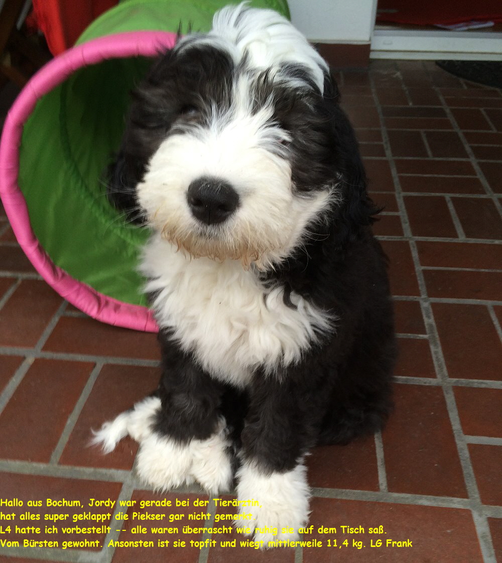 Hallo aus Bochum, Jordy war gerade bei der Tierrztin,
hat alles super geklappt die Piekser gar nicht gemerkt.
L4 hatte ich vorbestellt -- alle waren berrascht wie ruhig sie auf dem Tisch sa.
Vom Brsten gewohnt. Ansonsten ist sie topfit und wiegt mittlerweile 11,4 kg. LG Frank