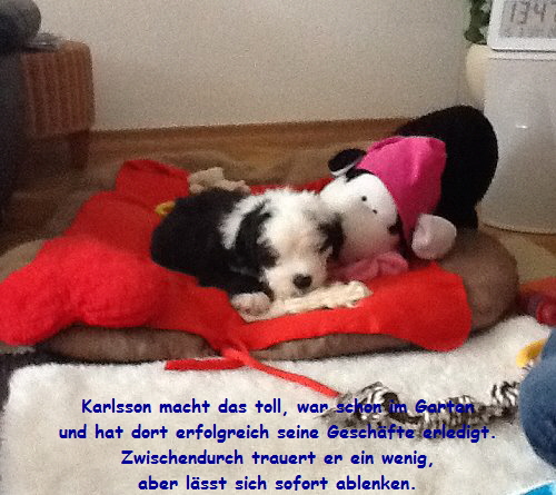 Karlsson macht das toll, war schon im Garten
und hat dort erfolgreich seine Geschfte erledigt.
Zwischendurch trauert er ein wenig,
aber lsst sich sofort ablenken.
