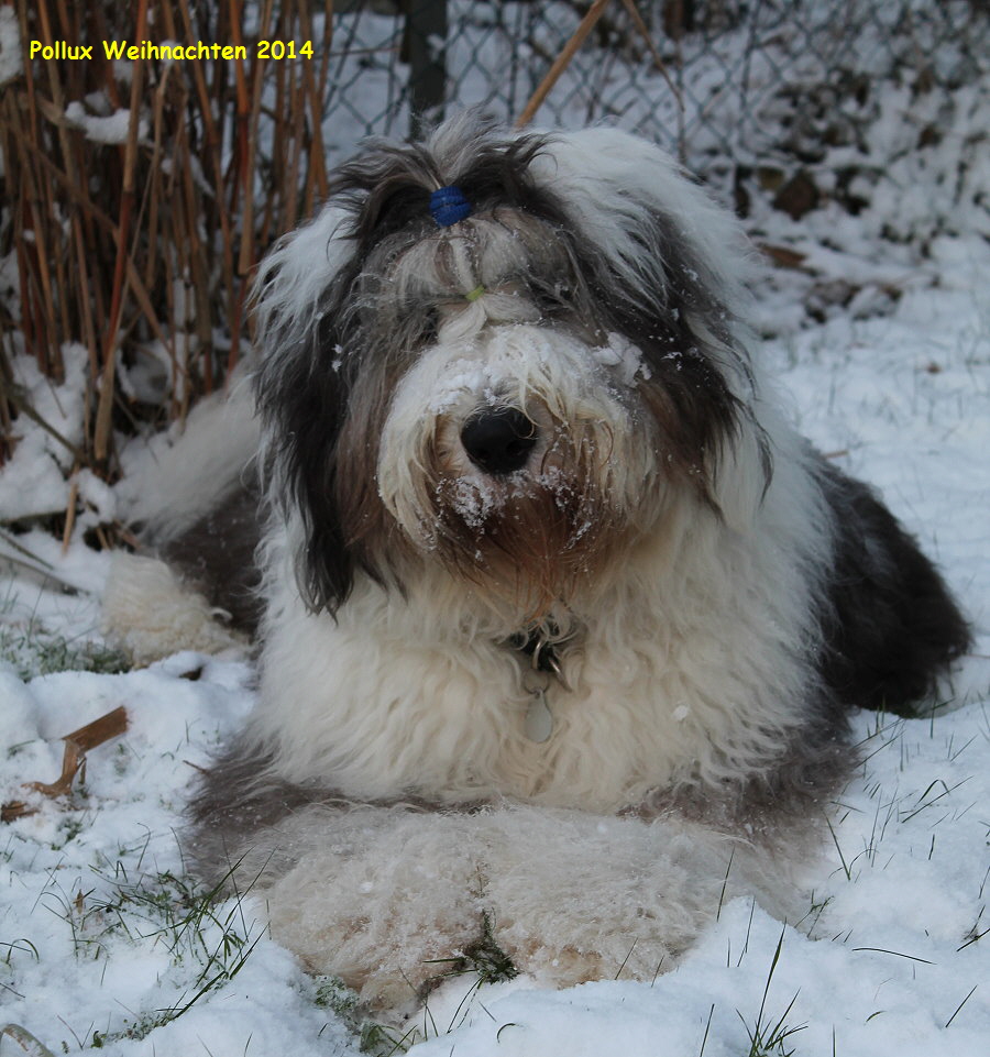 Pollux Weihnachten 2014