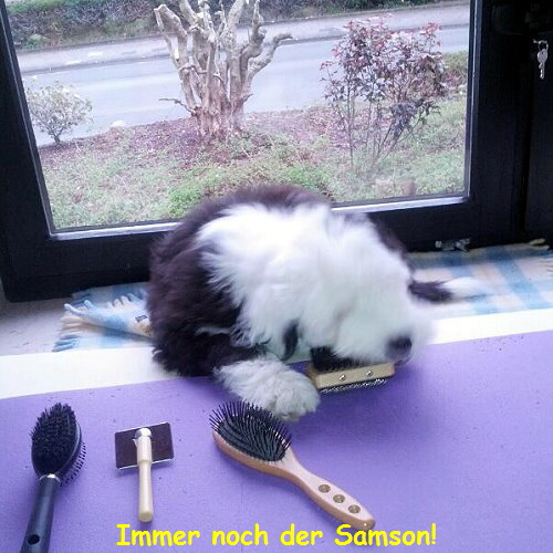 Immer noch der Samson!