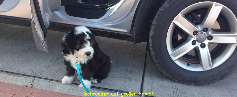 Schroeder auf groer Fahrt!