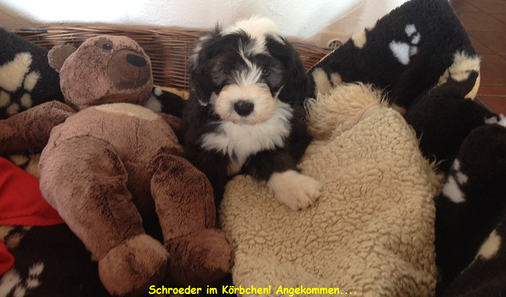 Schroeder im Krbchen! Angekommen....