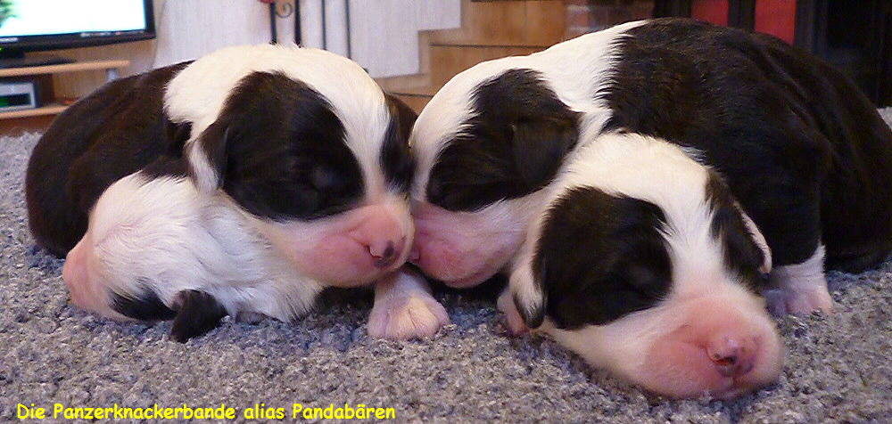 Die Panzerknackerbande alias Pandabren