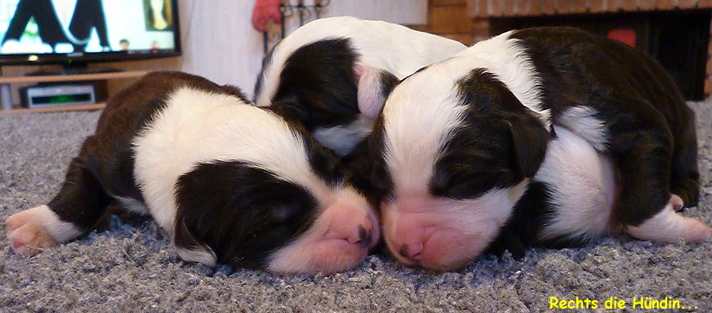 Rechts die Hndin...
