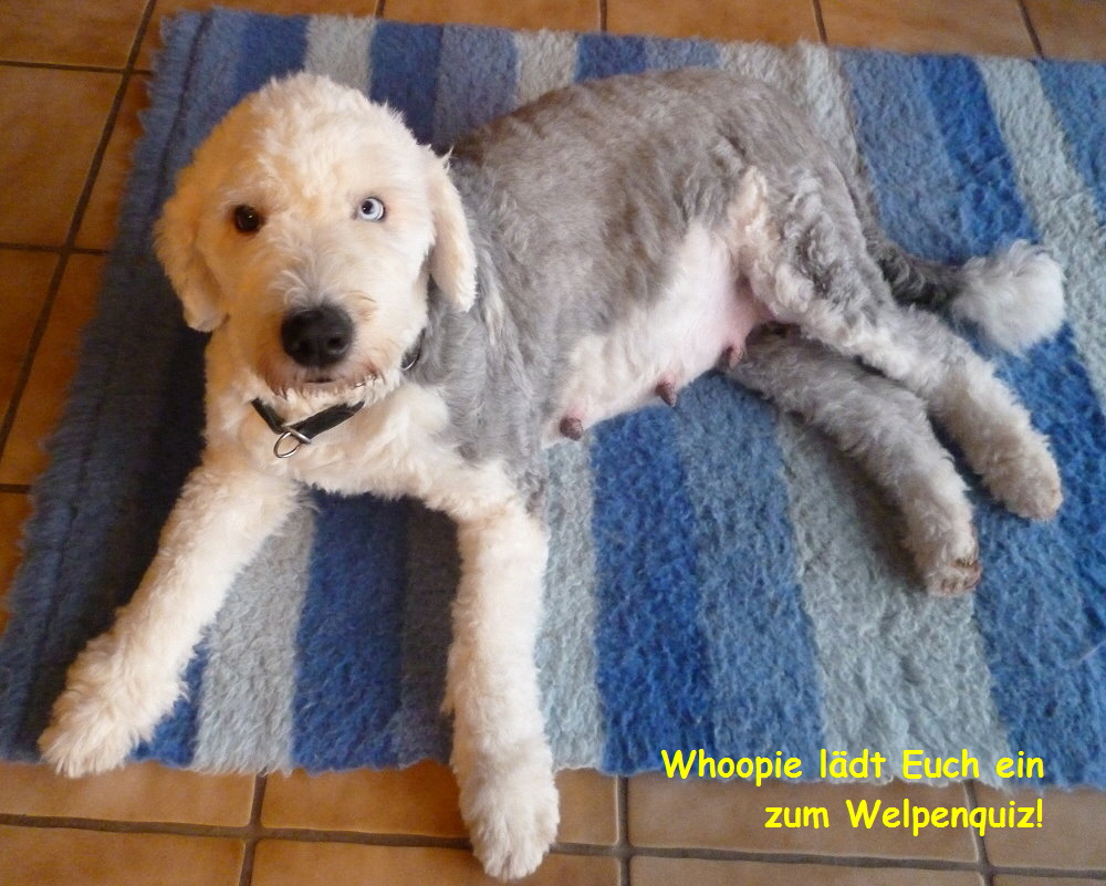 Whoopie ldt Euch ein    
zum Welpenquiz!