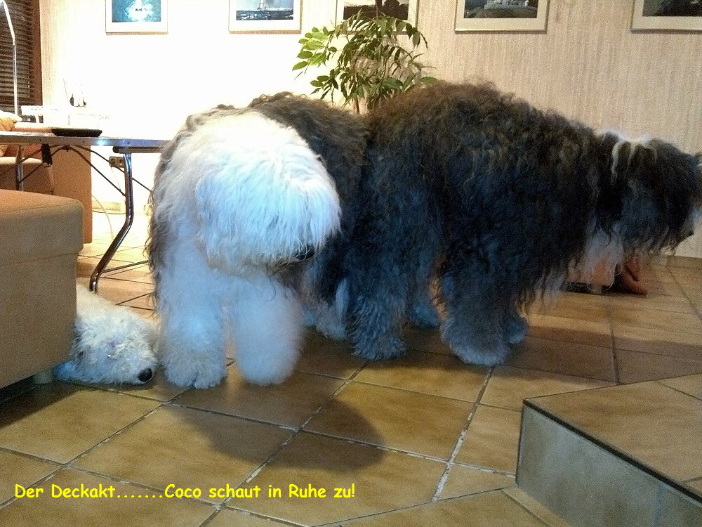 Der Deckakt.......Coco schaut in Ruhe zu!