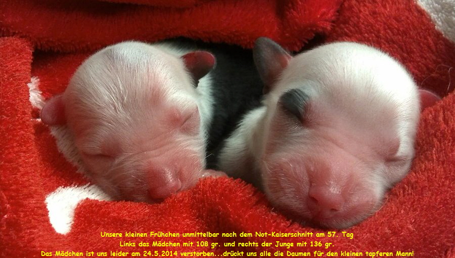 Unsere kleinen Frhchen unmittelbar nach dem Not-Kaiserschnitt am 57. Tag
Links das Mdchen mit 108 gr. und rechts der Junge mit 136 gr.
Das Mdchen ist uns leider am 24.5.2014 verstorben...drckt uns alle die Daumen fr den kleinen tapferen Mann!