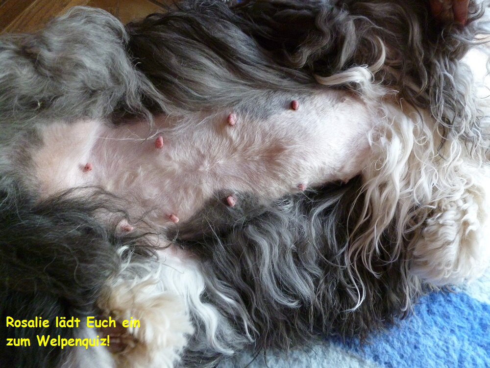 Rosalie ldt Euch ein    
 zum Welpenquiz!