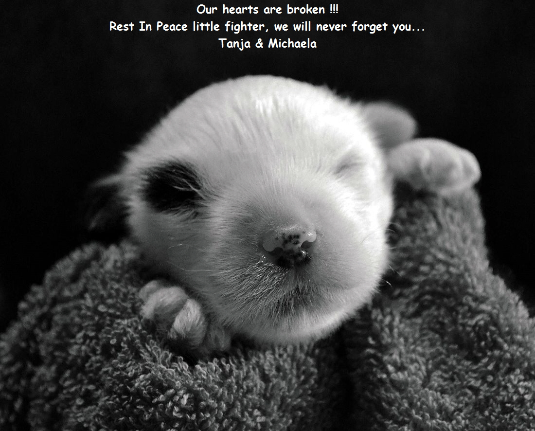 Our hearts are broken !!!
Rest In Peace little fighter, we will never forget you...
Tanja & Michaela