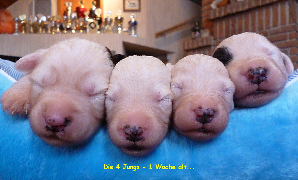 Die 4 Jungs - 1 Woche alt...