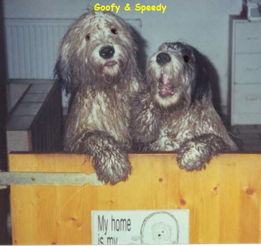 Goofy & Speedy