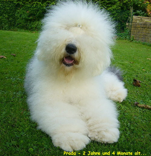 Prada - 2 Jahre und 4 Monate alt...