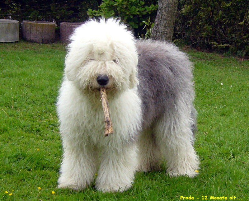 Prada - 12 Monate alt...