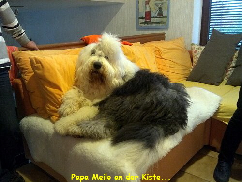 Papa Meilo an der Kiste...