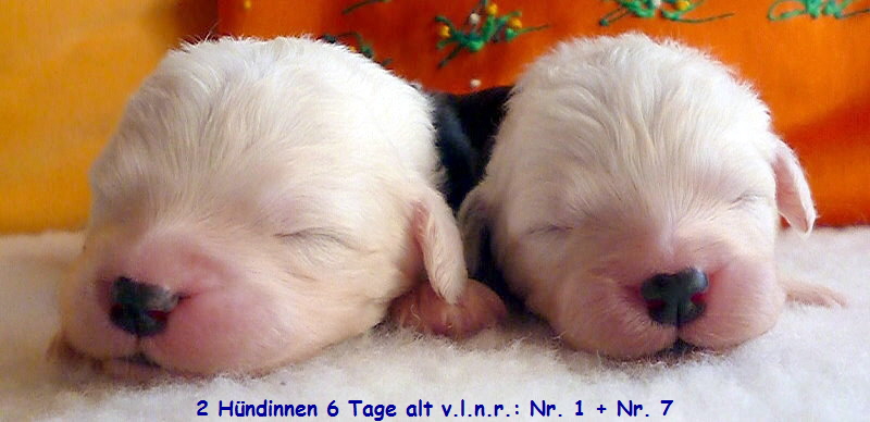 2 Hndinnen 6 Tage alt v.l.n.r.: Nr. 1 + Nr. 7