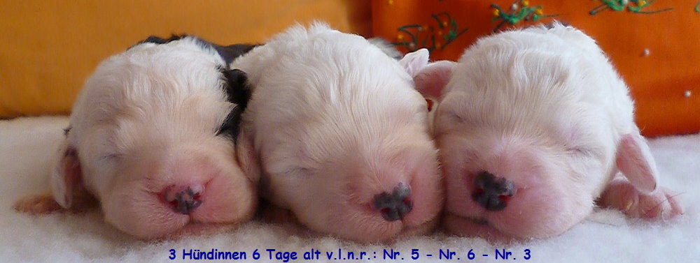 3 Hndinnen 6 Tage alt v.l.n.r.: Nr. 5 - Nr. 6 - Nr. 3