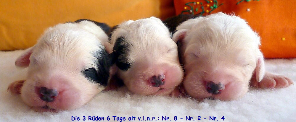 Die 3 Rden 6 Tage alt v.l.n.r.: Nr. 8 - Nr. 2 - Nr. 4