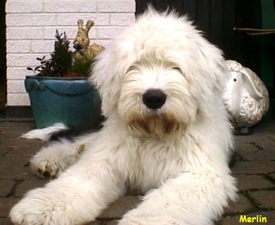 Merlin