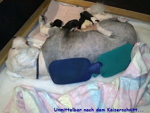 Unmittelbar nach dem Kaiserschnitt...