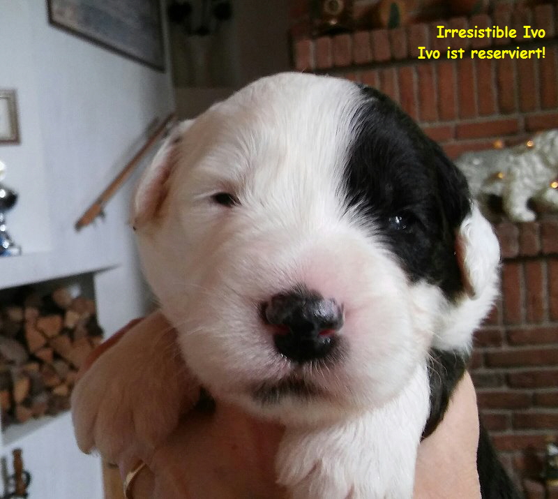 Irresistible Ivo  
Ivo ist reserviert!