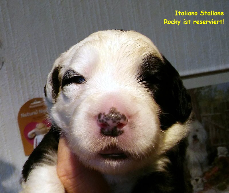 Italiano Stallone  
Rocky ist reserviert!