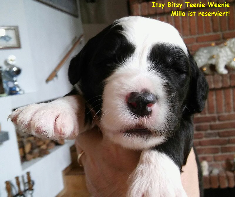 Itsy Bitsy Teenie Weenie  
Milla ist reserviert!