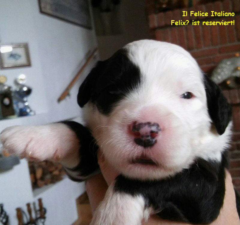 Il Felice Italiano  
Felix? ist reserviert!