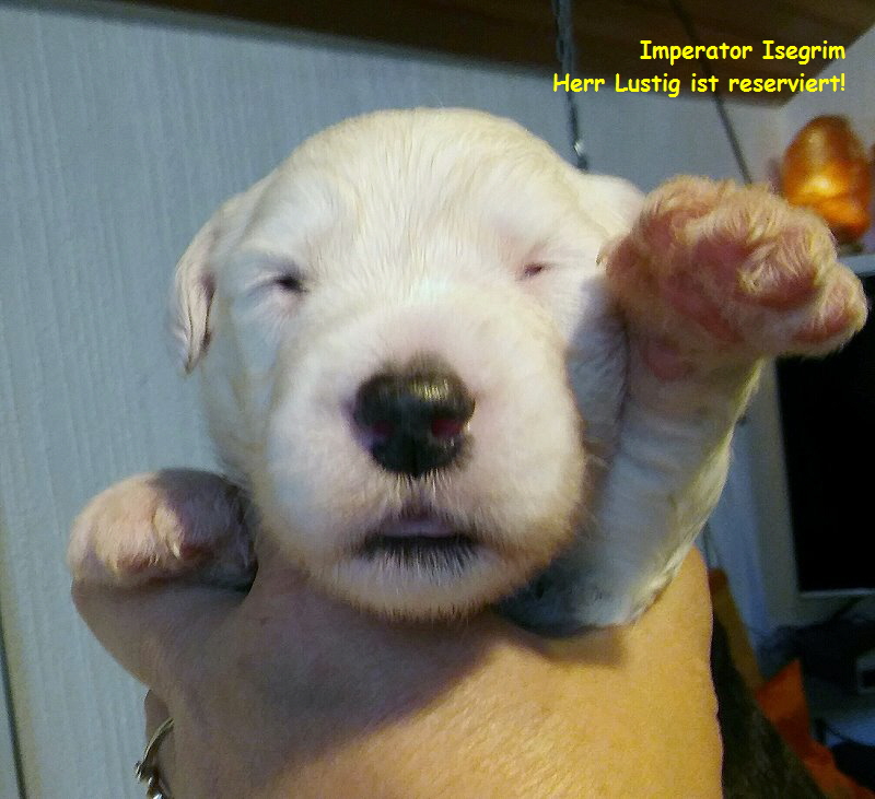 Imperator Isegrim   
Herr Lustig ist reserviert!