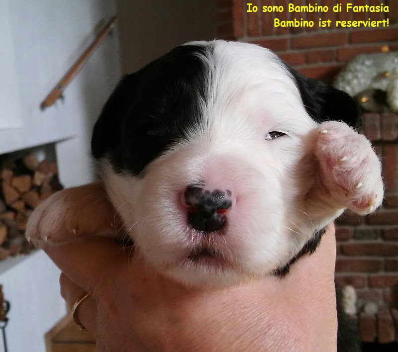 Io sono Bambino di Fantasia  
Bambino ist reserviert!