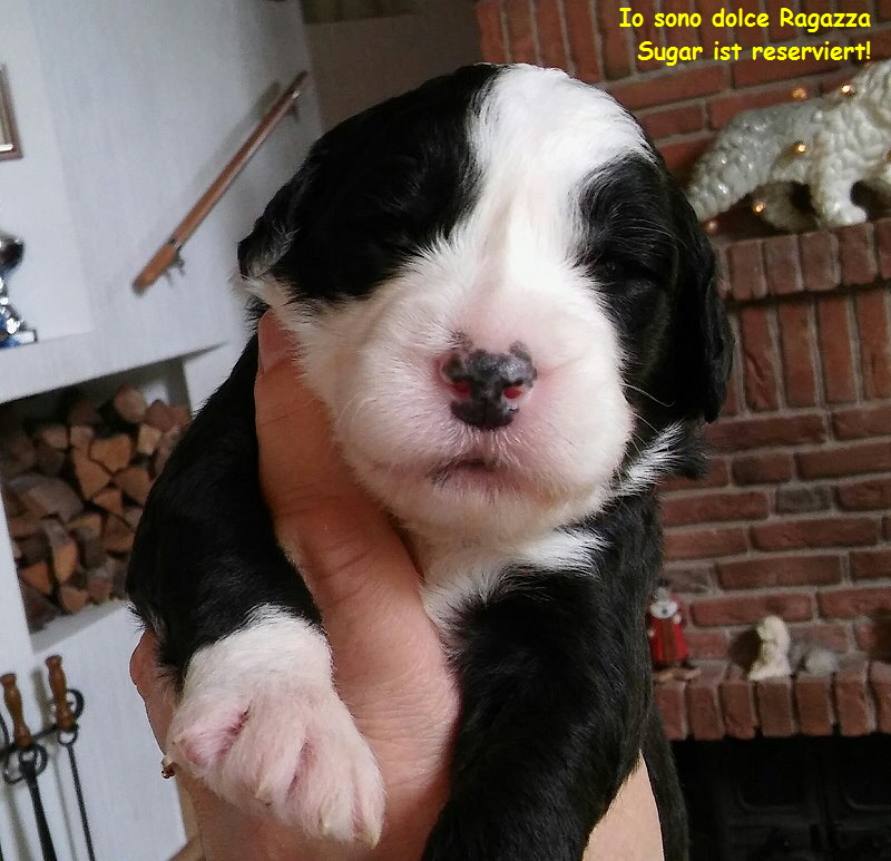 Io sono dolce Ragazza  
Sugar ist reserviert!