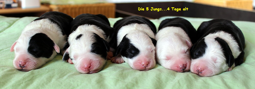 Die 5 Jungs...4 Tage alt