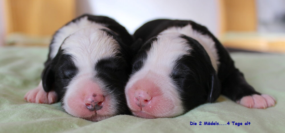 Die 2 Mdels....4 Tage alt