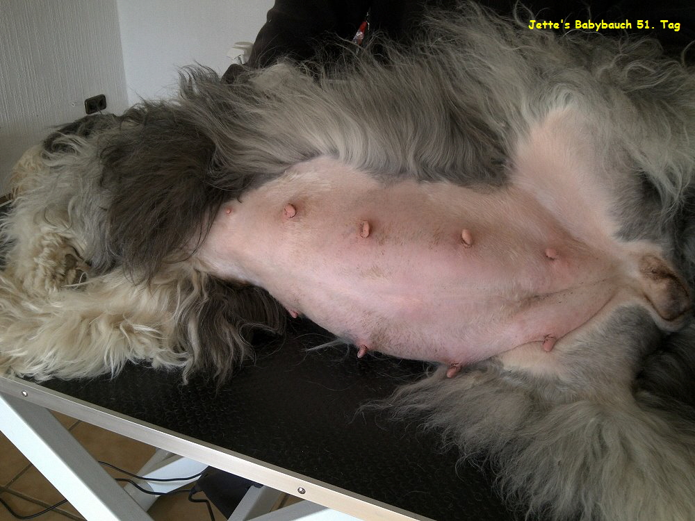 Jette's Babybauch 51. Tag