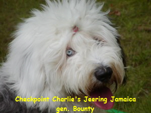 Checkpoint Charlie's Jeering Jamaica
gen. Bounty